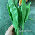 ضوء الزهور الزهور الزهور